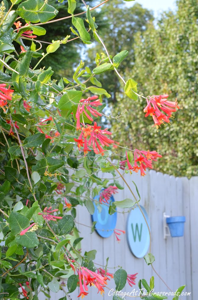 Major wheeler honeysuckle vine