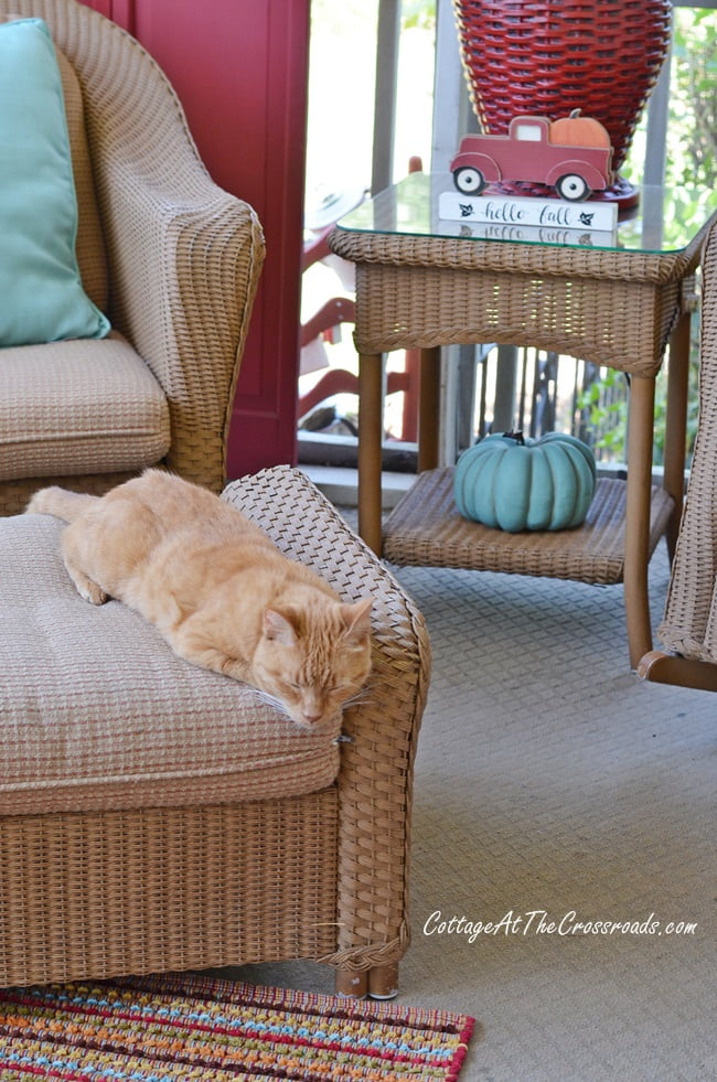 Henry, our cat, on our fall front porch