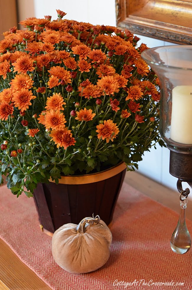 Traditional colored mums and velvet pumpkins