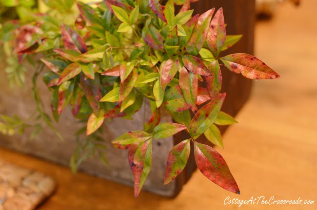 Nandina used on a fall farmhouse tablescape