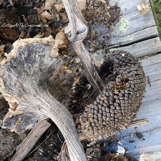 Dried sunflowers used to make velvet pumpkin stems