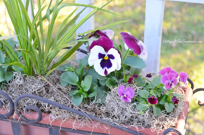 Pansies in a planter