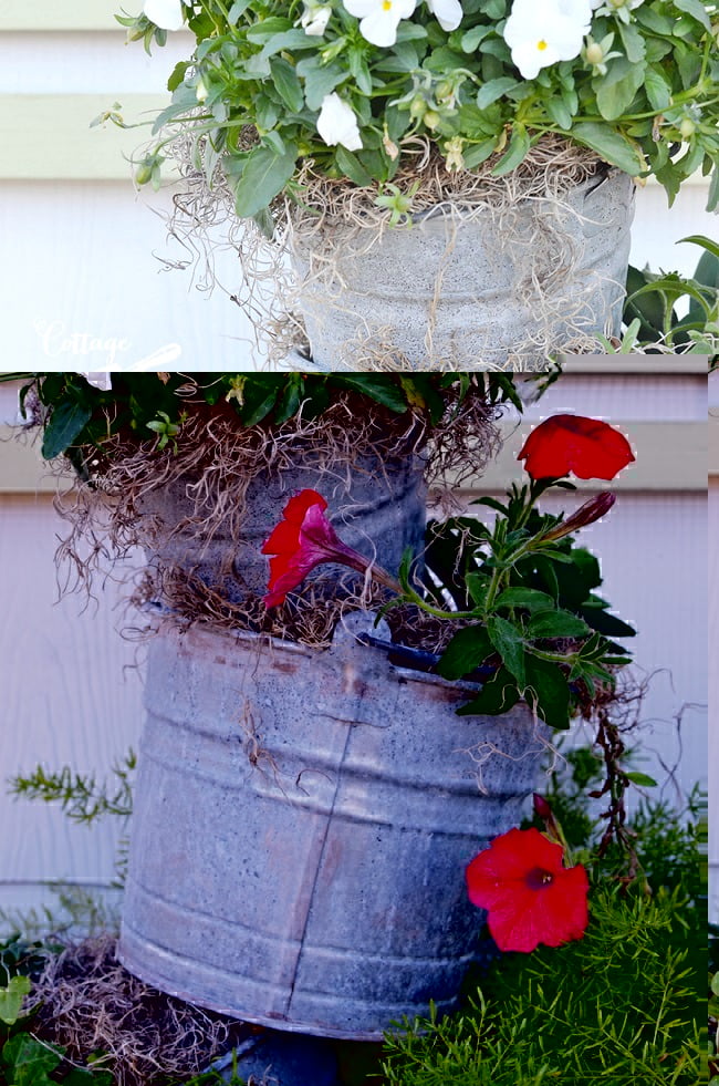 Topsy turvy galvanized bucket planter