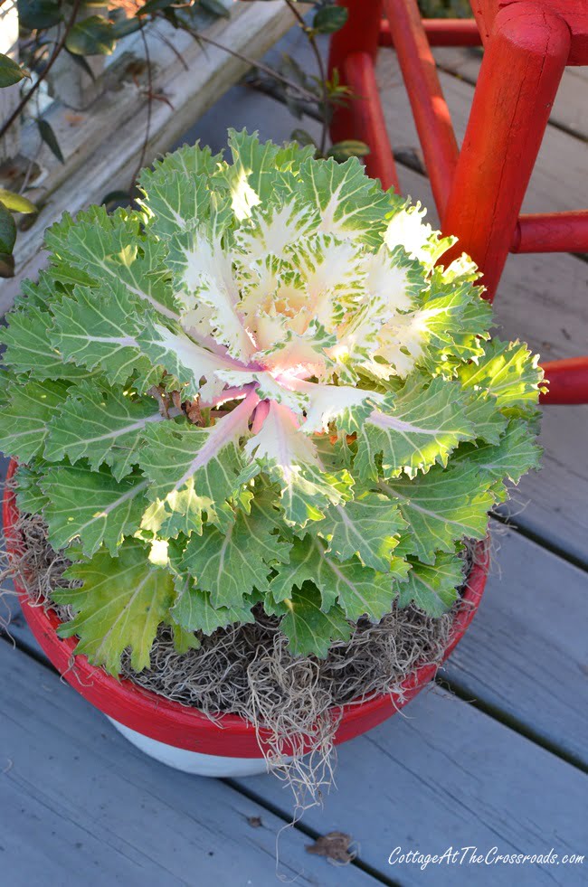 White ornamental cabbages