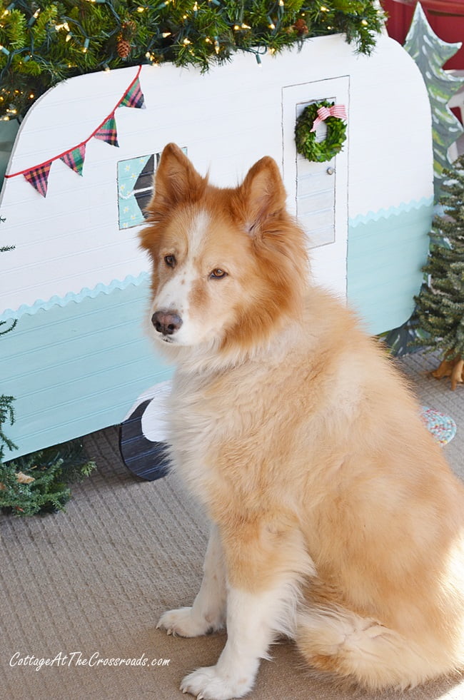 Lucy, our dog, in front of the vintage camper cutout