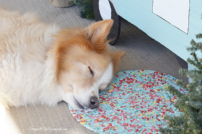 Lucy, our dog, asleep in front of the vintage camper