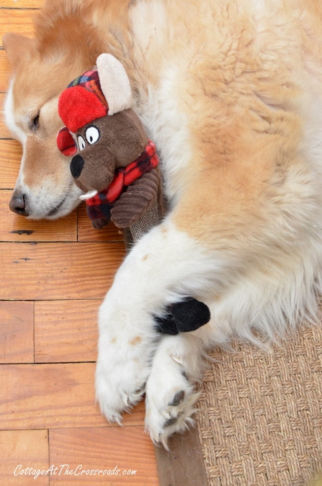 Lucy, our dog, with her christmas present