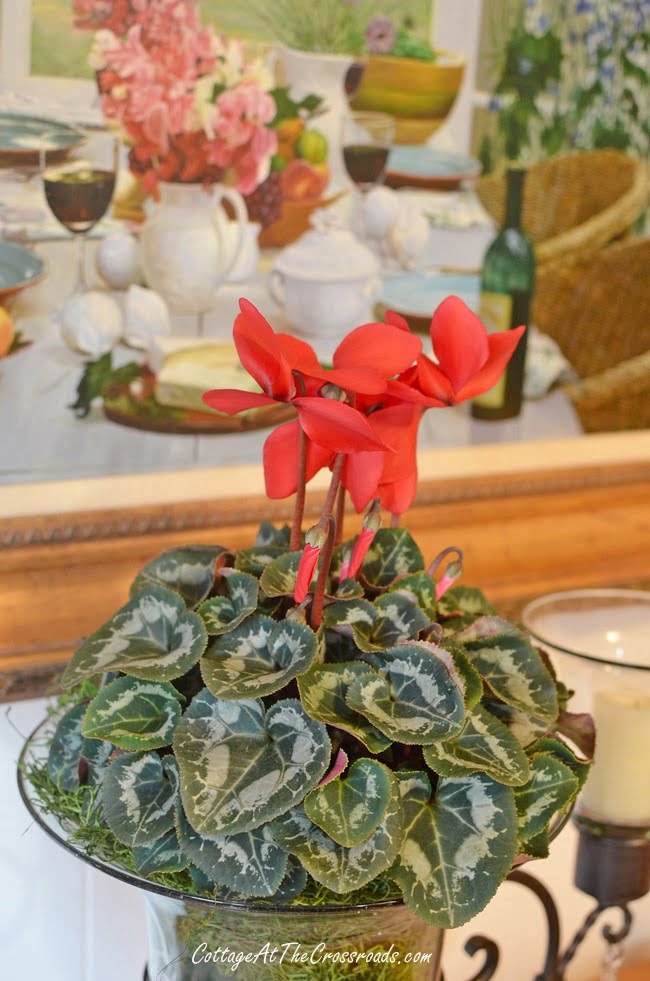 Leaves on a blooming red cyclamen plant