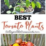 Graphic of tomato plants and tomatoes