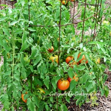 Our best tomato plants are celebrities