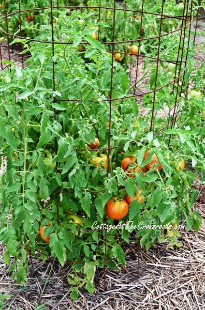 Our best tomato plants are celebrities