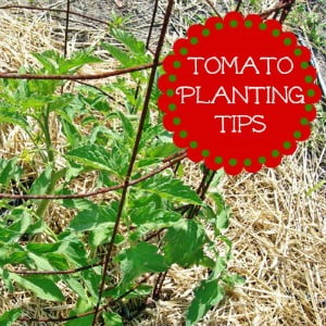 Tomato planting tips