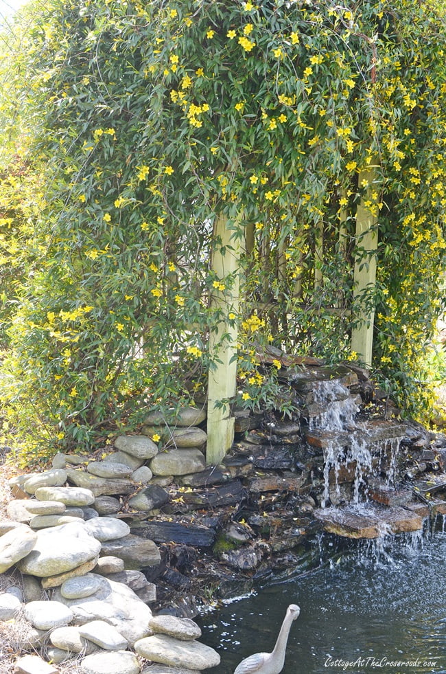 Yellow jessamine blooming on the arbor behind the waterfall