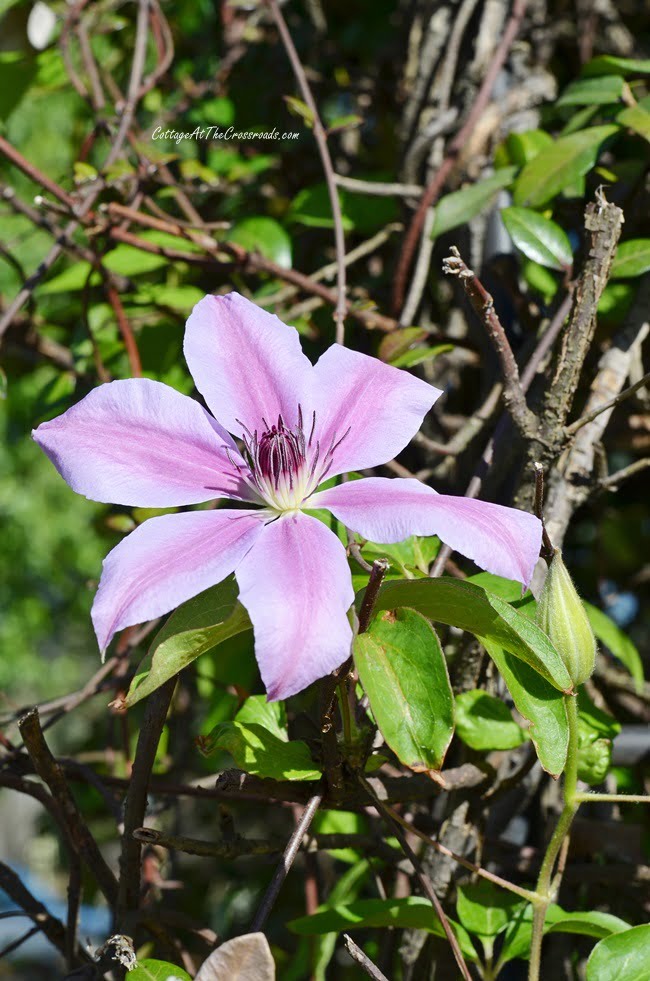 Spring tour with blooming clematis