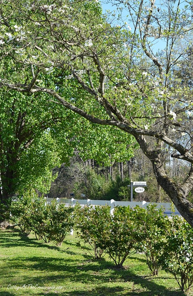 Spring tour with blooming dogwoods