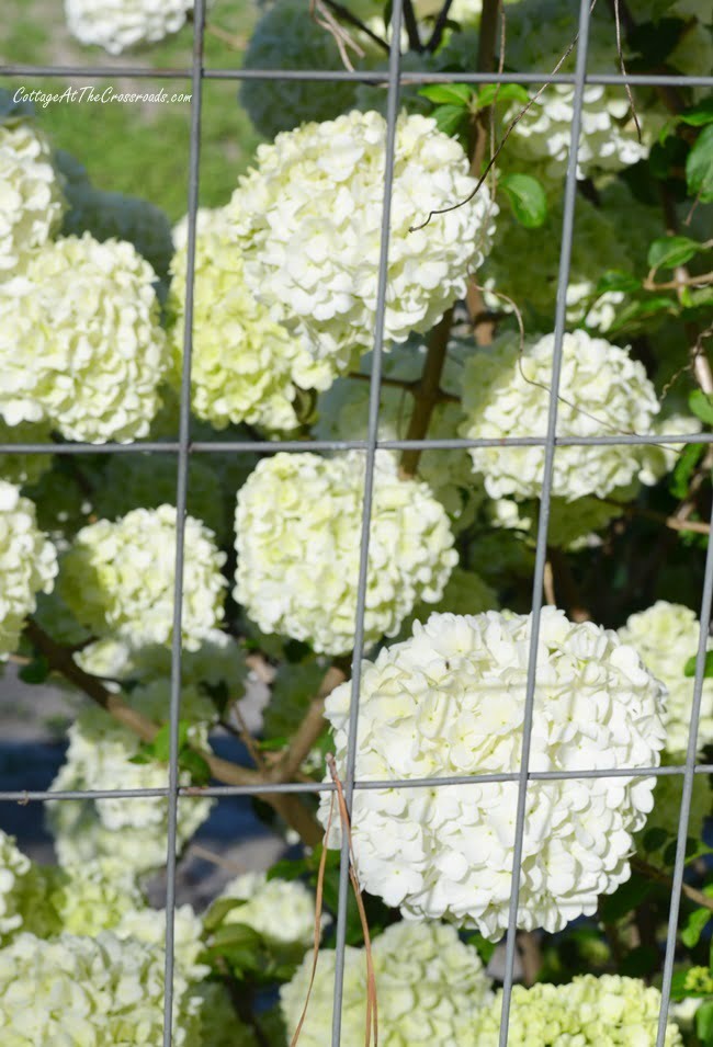 Spring tour with blooming viburnum shrub