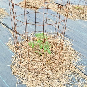 Small tomato plant in a cage