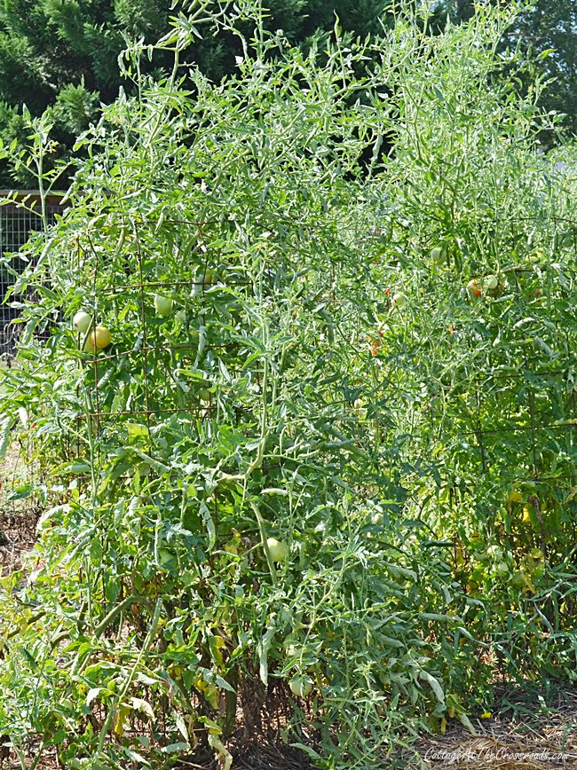 Large, indeterminate tomato plant