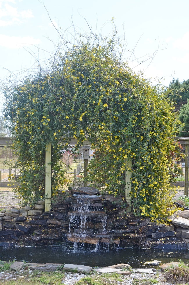 Yellow jessamine blooming on an arbor