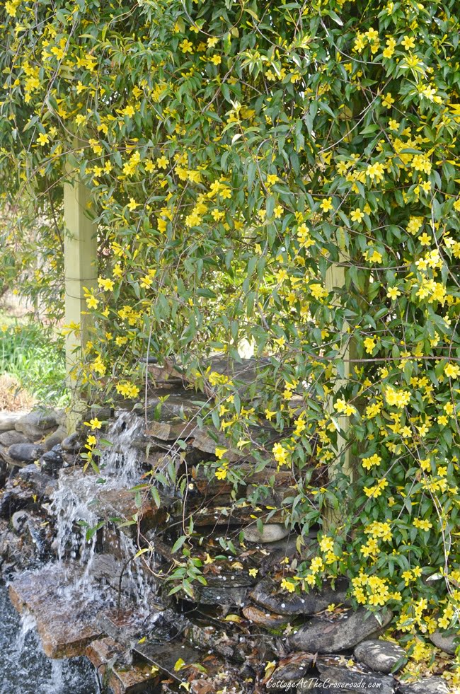 Yellow jessamine in full bloom