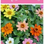 Profusion zinnias-the perfect annual