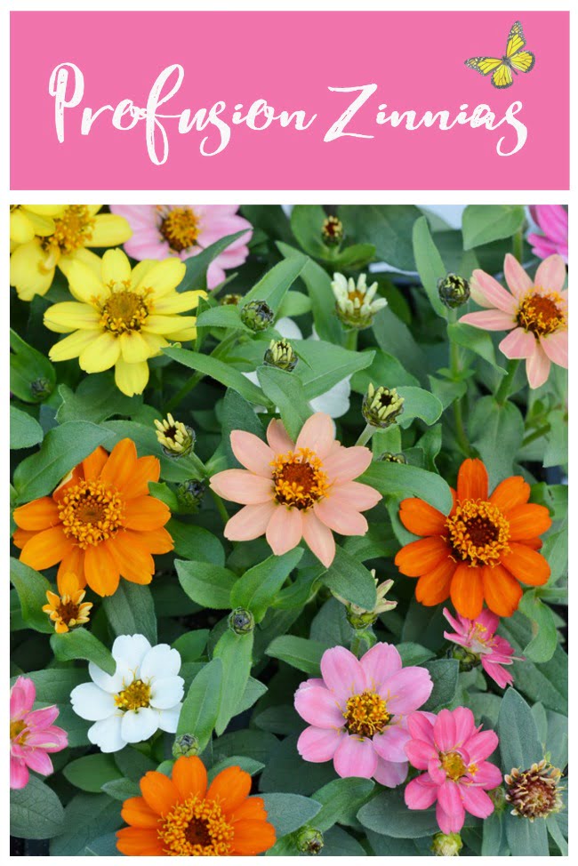 Image of Profusion Zinnias flower that blooms in shade all summer