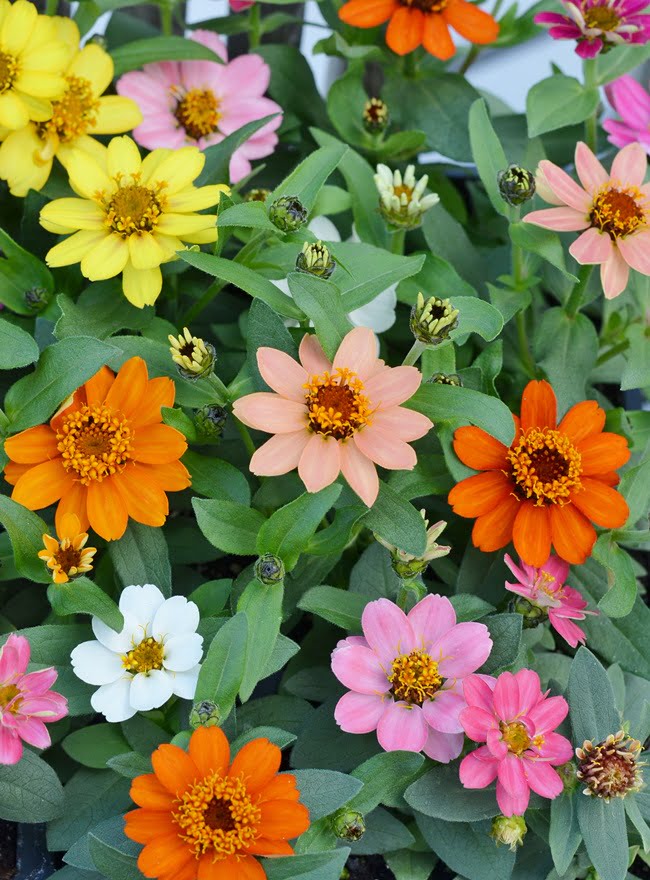 Profusion zinnias