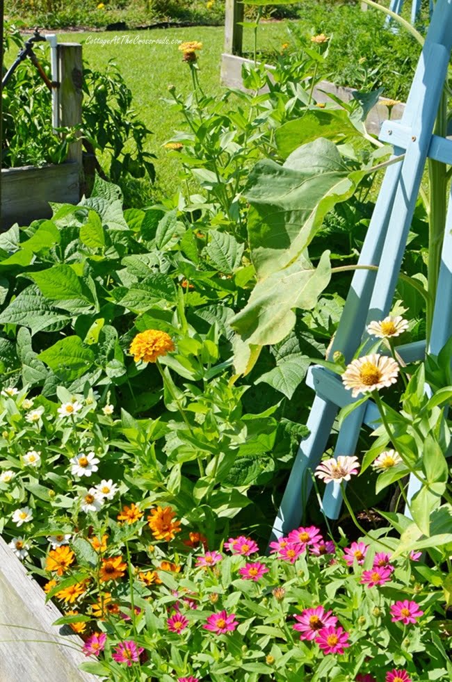 Profusion zinnias in a raised vegetable bed