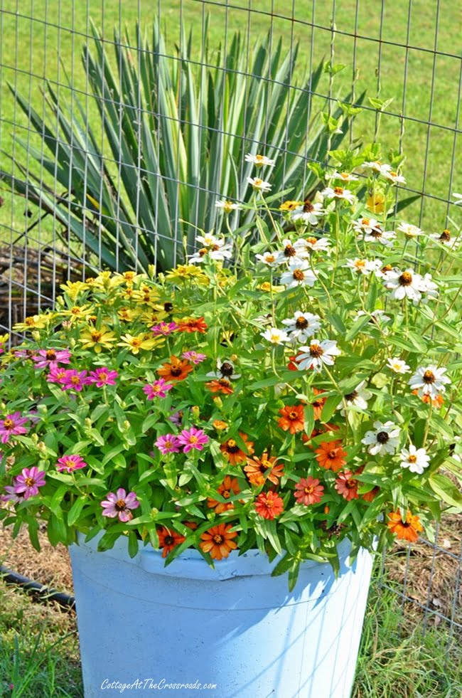 Profusion zinnias grown in a container