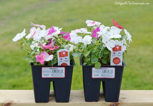 Impatiens flowers to put in a painted metal planter