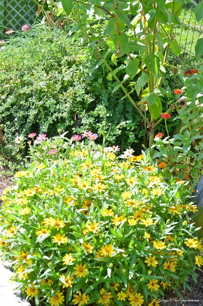 Yellow profusion zinnias