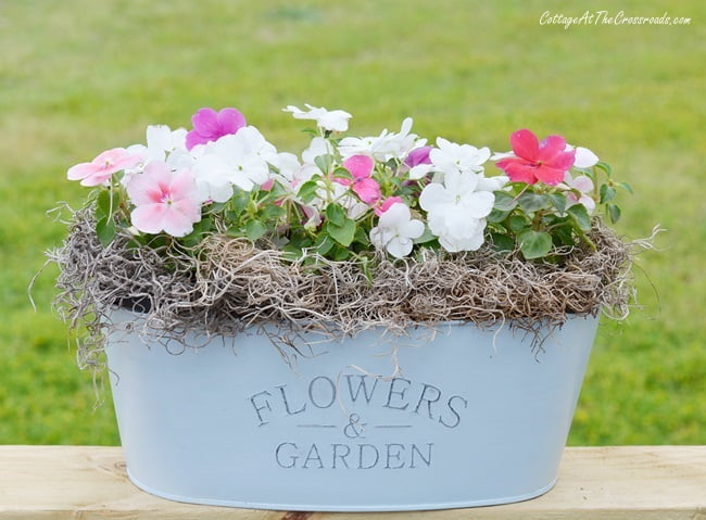 Impatiens in a metal planter