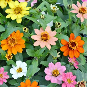 Plant profusion zinnias for summer long color