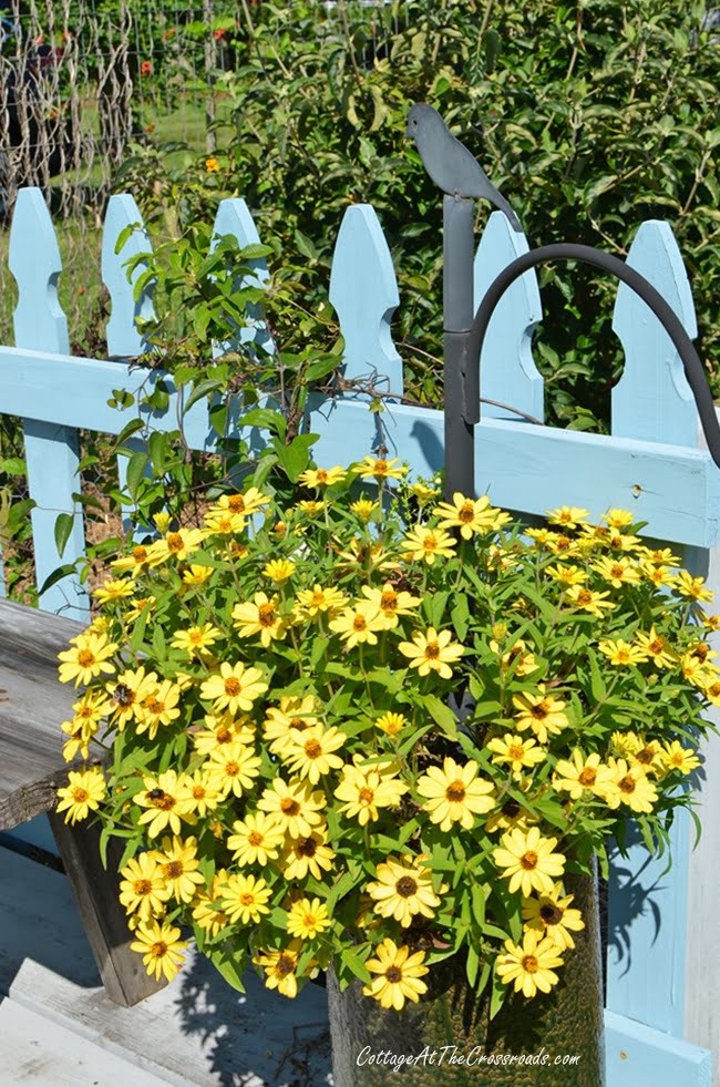 Profusion zinnias in a container