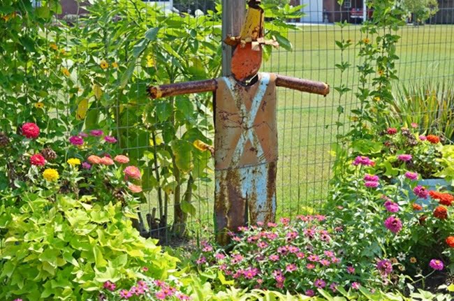 Profusion zinnias growing in a vegetable garden