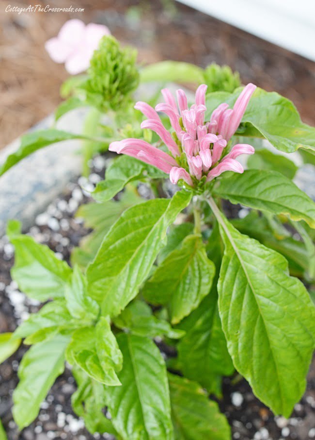 Jacobinia has pretty plume shaped flowers