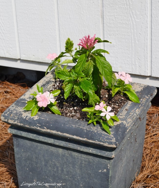 Jacobinia planted with trailing vinca in a container