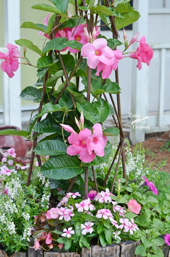 Mandevilla growing on a trellis