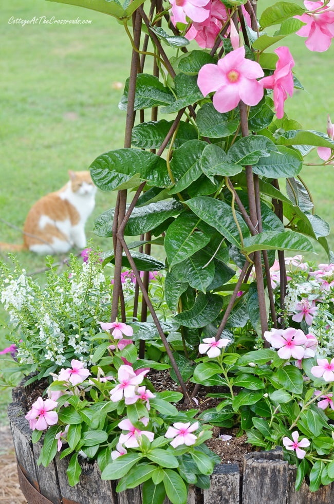 Pink mandevilla and vinca planted in a whiskey barrel