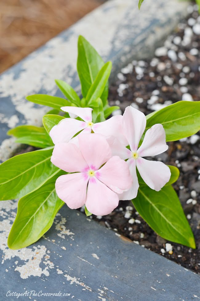 Jacobinia underplanted with trailing vinca