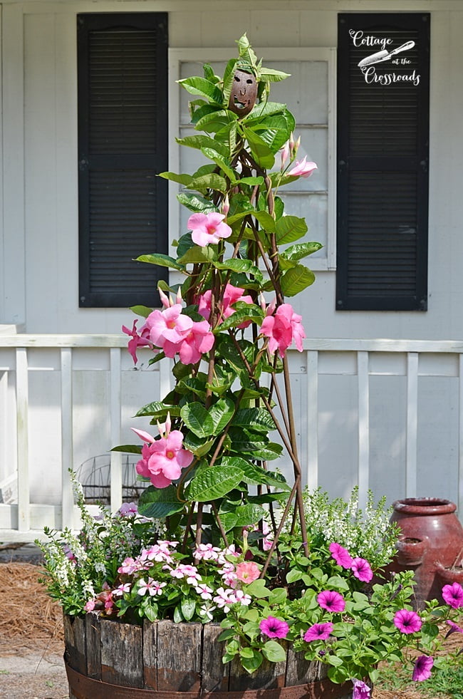 Pink flowers planted in a whiskey barrel