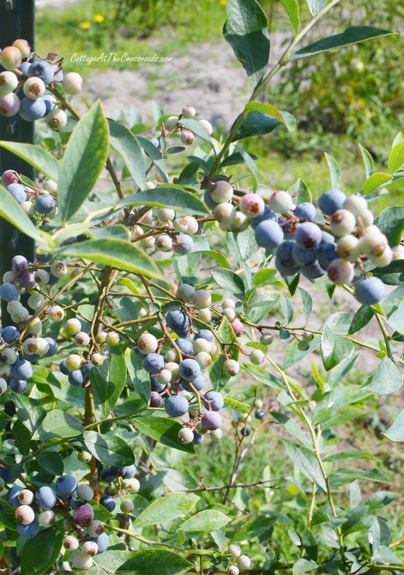 Blueberry bush in the garden