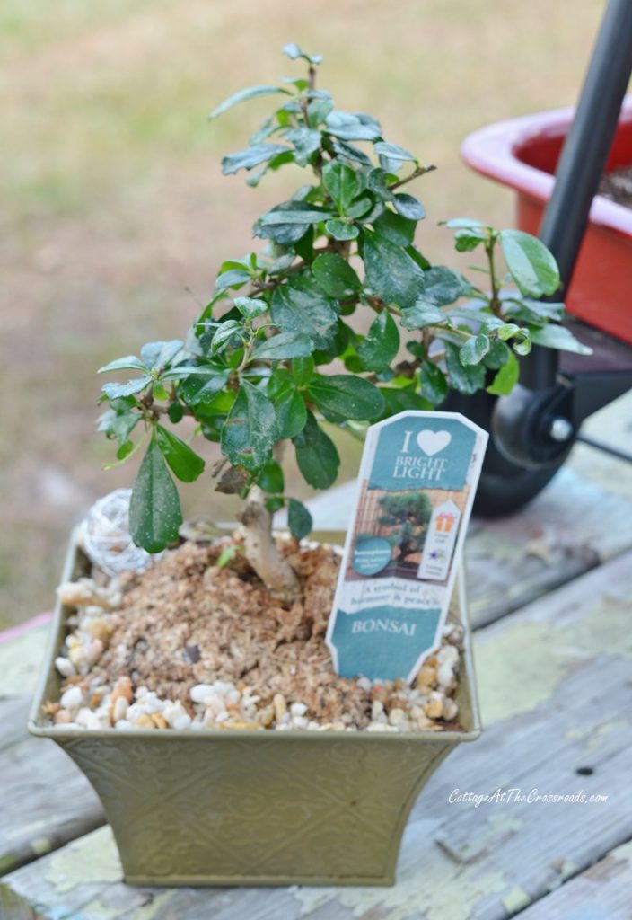 Small bonsai tree for a fairy garden