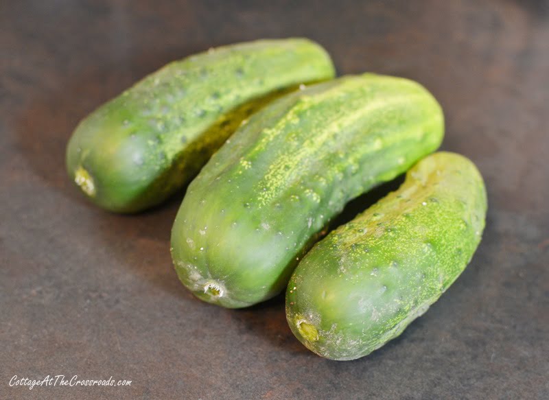 Homegrown cucumbers