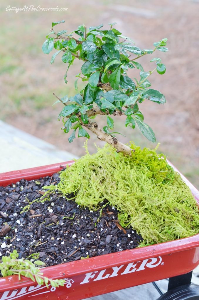 Tree and moss in a fairy garden