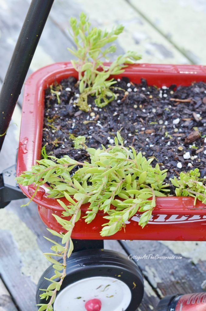 Succulents planted in a fairy garden