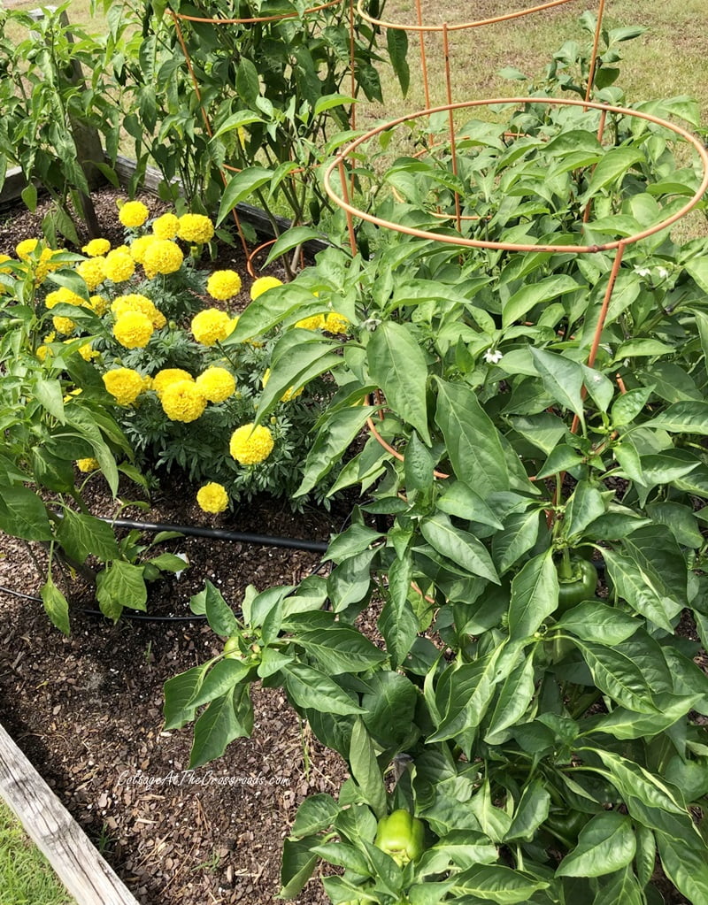 Jalapeno pepper plants in our garden