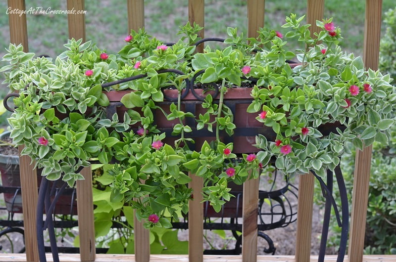Aptenia plants in a planter