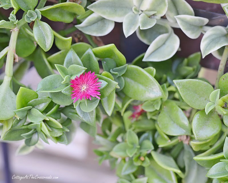 Variegated and solid green leaves of mezoo