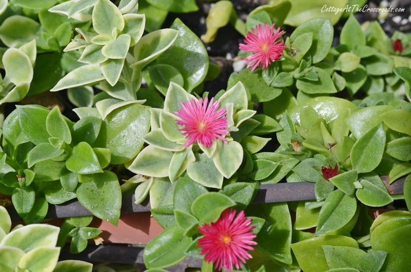 Dainty flowers on mezoo trailing red succulent